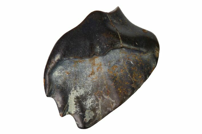 Fossil Nodosaur Tooth - Judith River Formation, Montana #144876